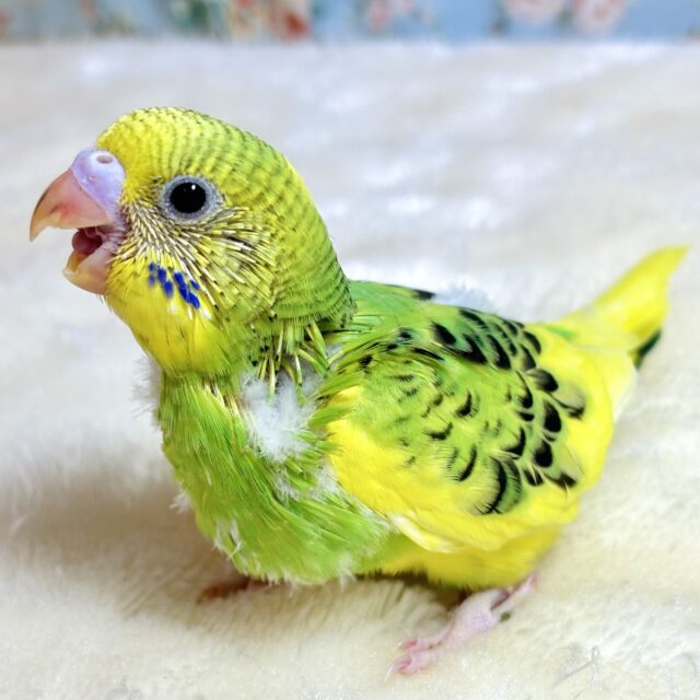 セキセイインコ