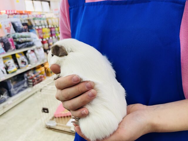 ロシアンスモークモルモット