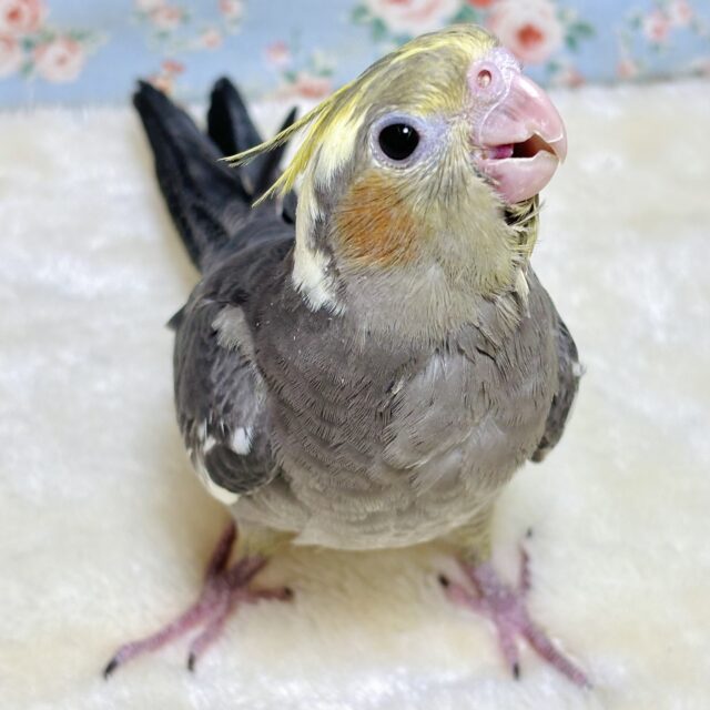 オカメインコ