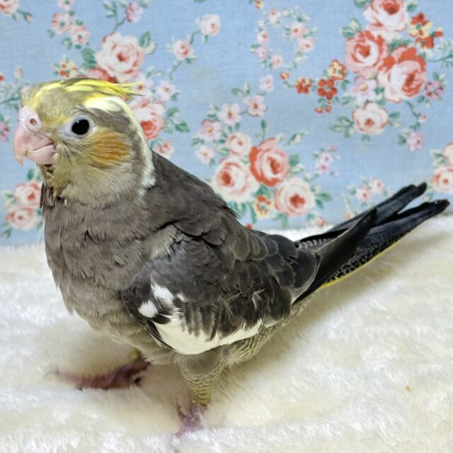オカメインコ