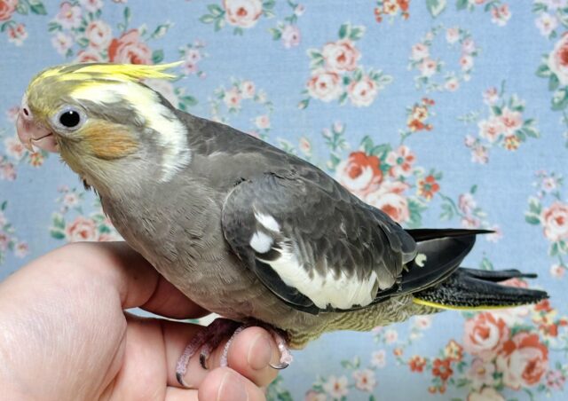 オカメインコ