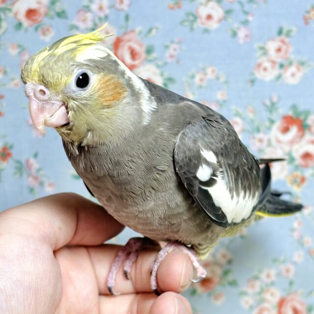 オカメインコ