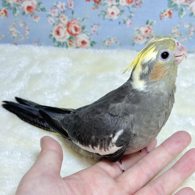 オカメインコ