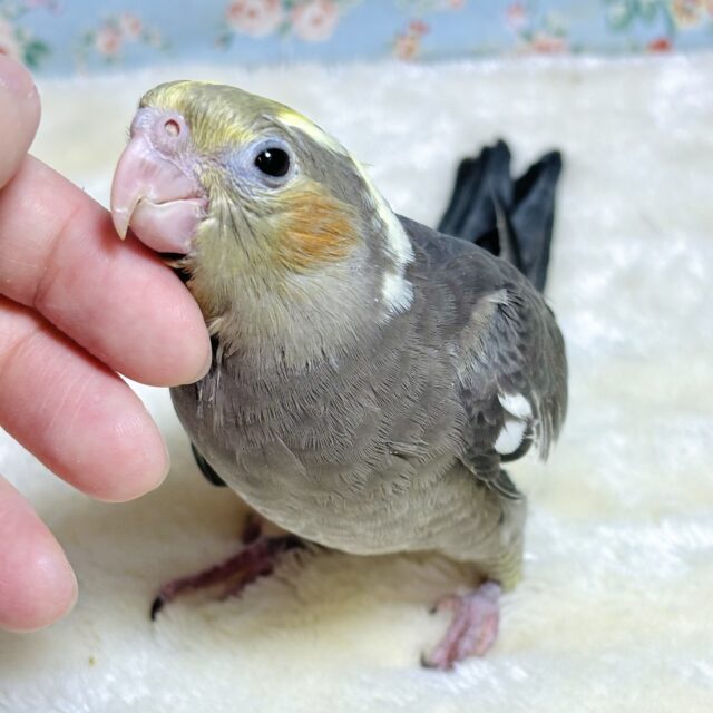 オカメインコ ノーマル 🩶(*´θ`*)ノ オカメインコ