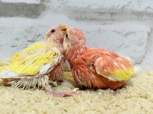 アキクサインコ（秋草インコ）