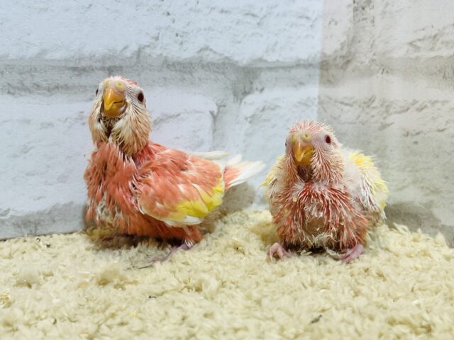 アキクサインコ（秋草インコ）