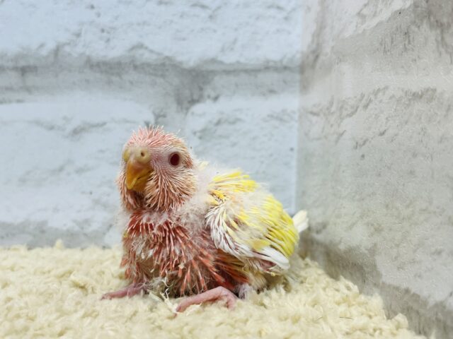 アキクサインコ（秋草インコ）