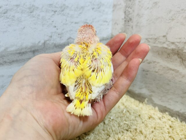 アキクサインコ（秋草インコ）