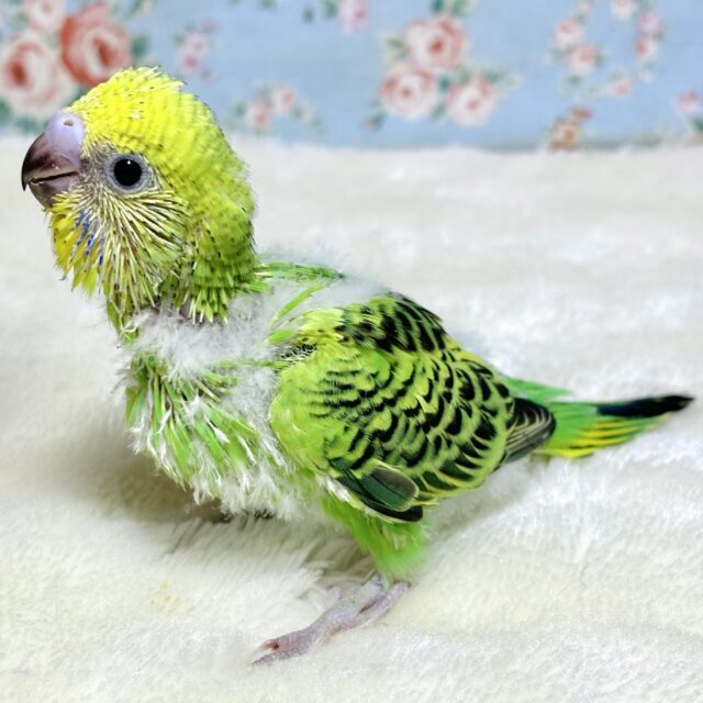 セキセイインコ