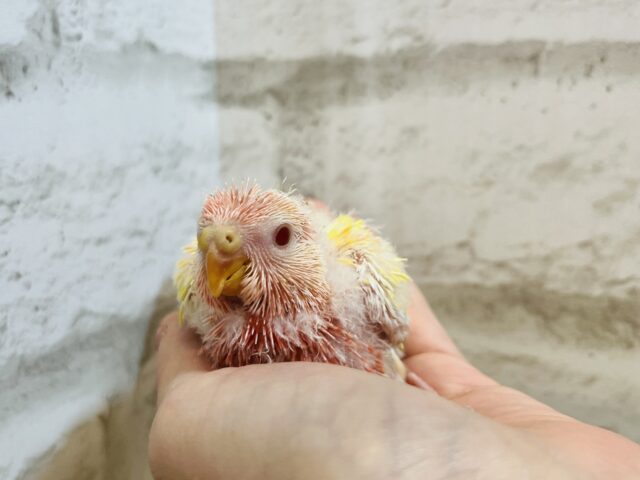 アキクサインコ（秋草インコ）