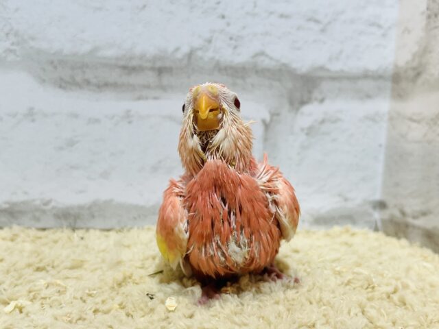 アキクサインコ（秋草インコ）