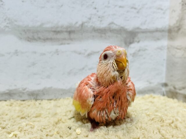 アキクサインコ（秋草インコ）