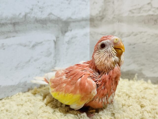 アキクサインコ（秋草インコ）