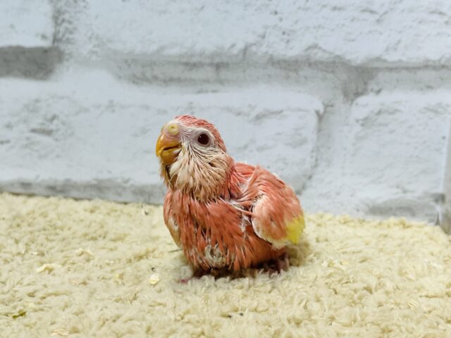 アキクサインコ（秋草インコ）