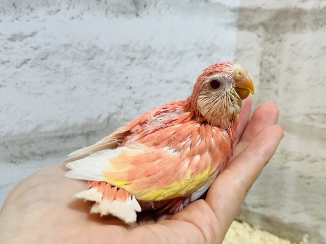 アキクサインコ（秋草インコ）