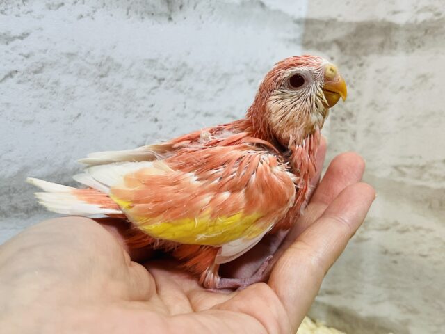アキクサインコ（秋草インコ）