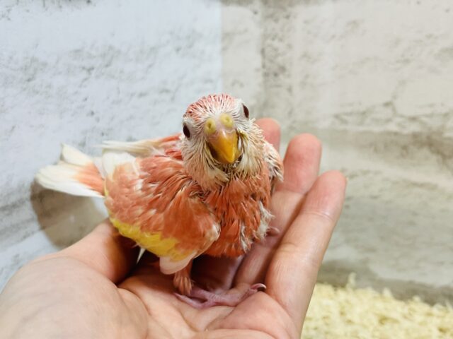 アキクサインコ（秋草インコ）