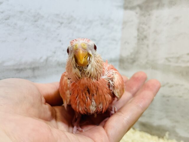 アキクサインコ（秋草インコ）