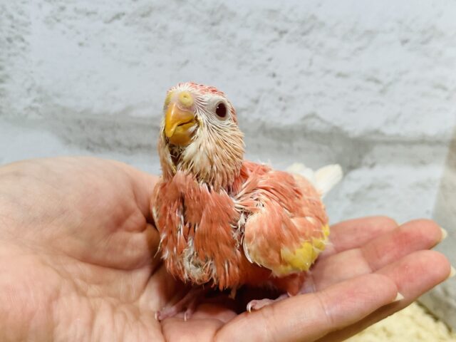 アキクサインコ（秋草インコ）