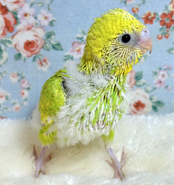 セキセイインコ