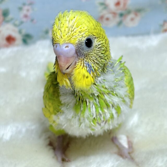 セキセイインコ