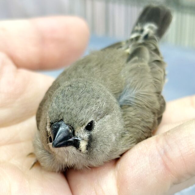 錦花鳥（キンカチョウ）