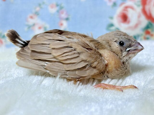 錦花鳥（キンカチョウ）