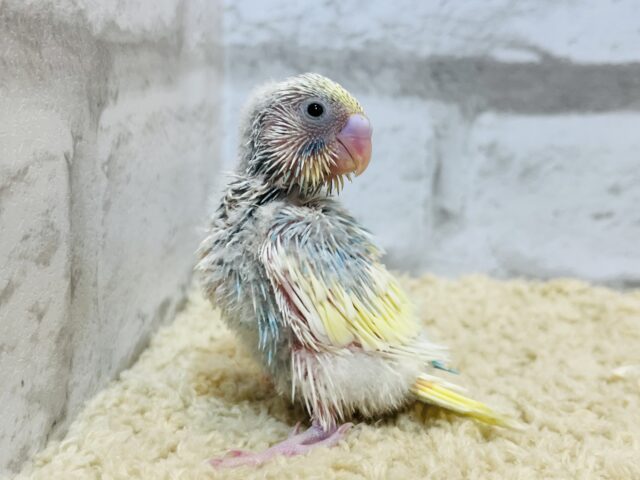 セキセイインコ