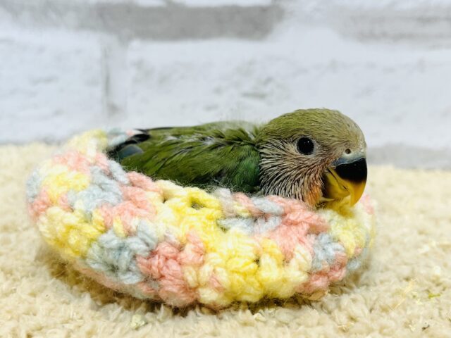 コザクラインコ（小桜インコ）