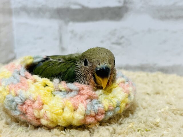 コザクラインコ（小桜インコ）
