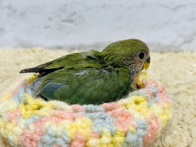 コザクラインコ（小桜インコ）