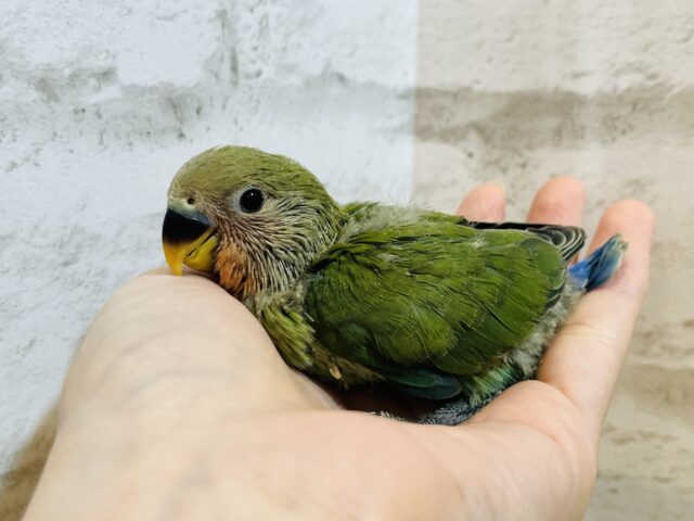 コザクラインコ（小桜インコ）