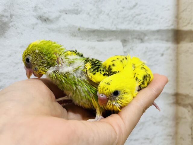 セキセイインコ
