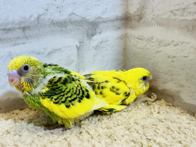 セキセイインコ