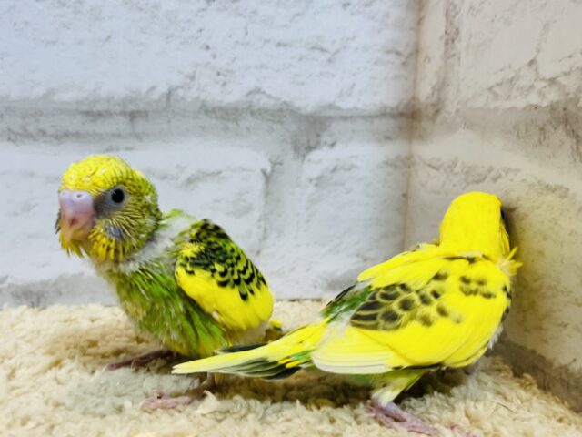 セキセイインコ