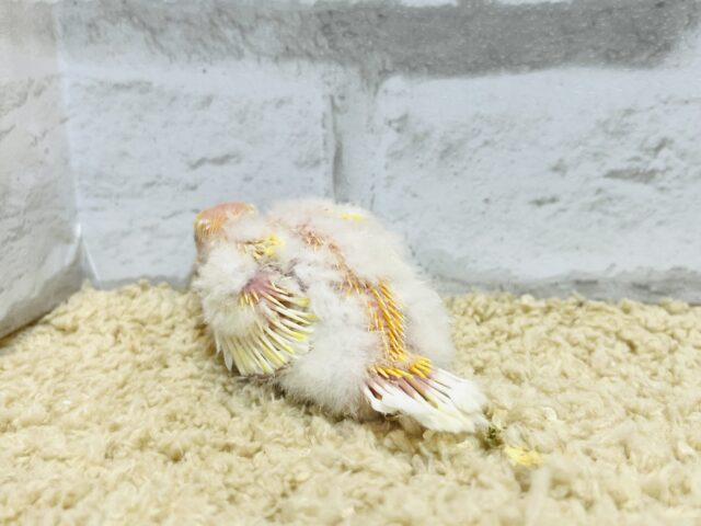 ビセイインコ（美声インコ）