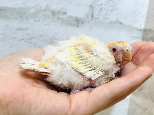 ビセイインコ（美声インコ）