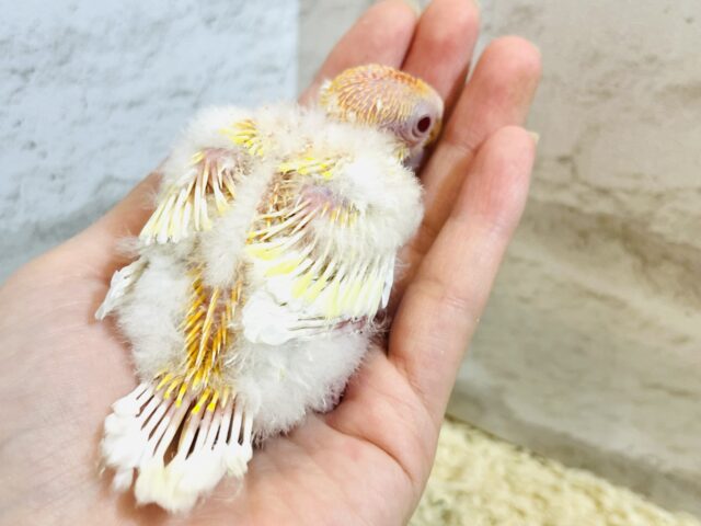 ビセイインコ（美声インコ）