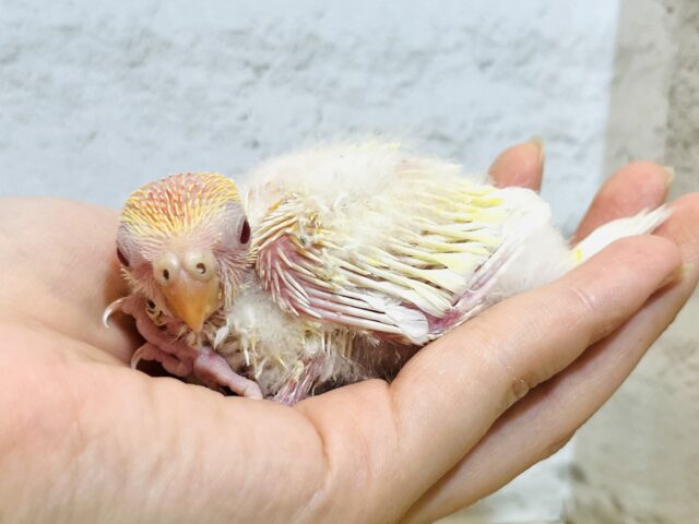 ビセイインコ（美声インコ）