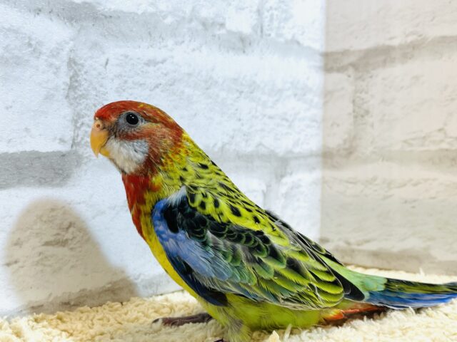 静かに、じぃーーーっと🫧ナナクサインコ💐 ナナクサインコ(七草インコ)