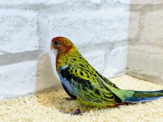 ナナクサインコ（七草インコ）