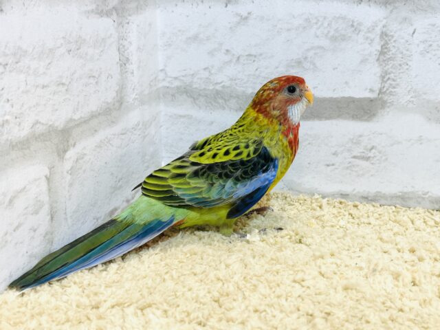 ナナクサインコ（七草インコ）