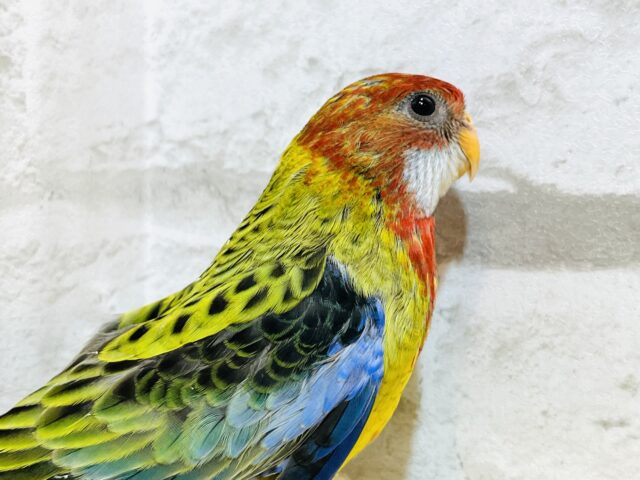 静かに、じぃーーーっと🫧ナナクサインコ💐 ナナクサインコ(七草インコ)