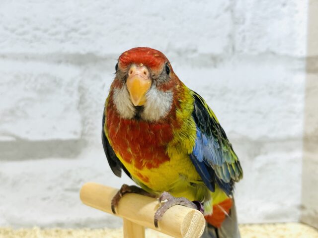 静かに、じぃーーーっと🫧ナナクサインコ💐 ナナクサインコ(七草インコ)