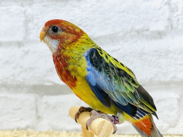 静かに、じぃーーーっと🫧ナナクサインコ💐 ナナクサインコ(七草インコ)
