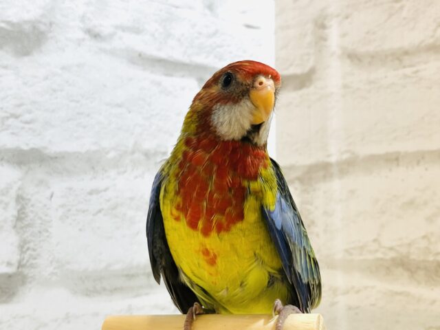 ナナクサインコ（七草インコ）