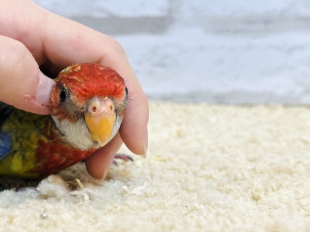 静かに、じぃーーーっと🫧ナナクサインコ💐 ナナクサインコ(七草インコ)