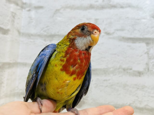 ナナクサインコ（七草インコ）