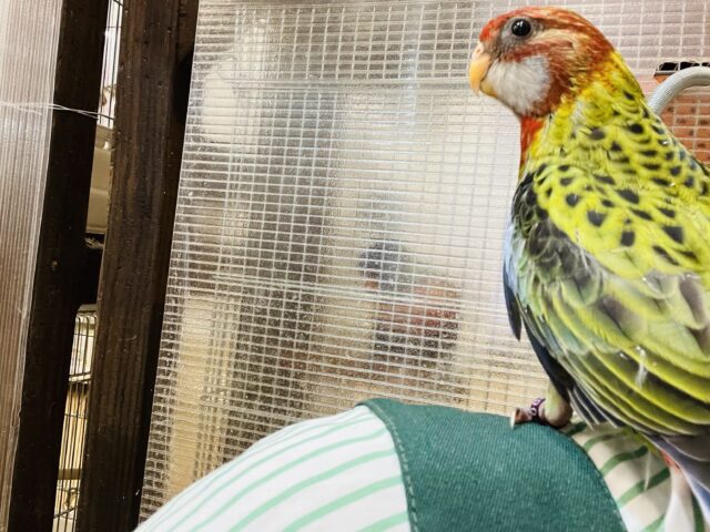 ナナクサインコ（七草インコ）