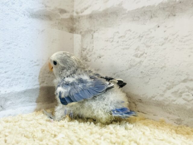 コザクラインコ（小桜インコ）